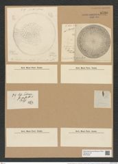 Coscinodiscus heteroporus var. moronensis Grun. (de-Toni-Nr.: Genus 202, Species 5017) Zeichnungen Sammlung Grunow Nr. 8730 (NHMW-BOT-W0378309)